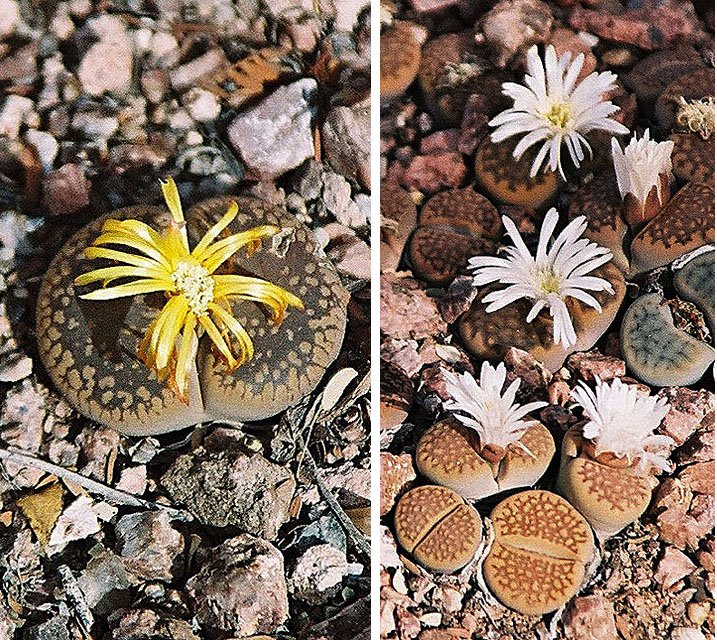 Flowering in Secret: Lithops’ Hidden Beauty (image credits: wikimedia)