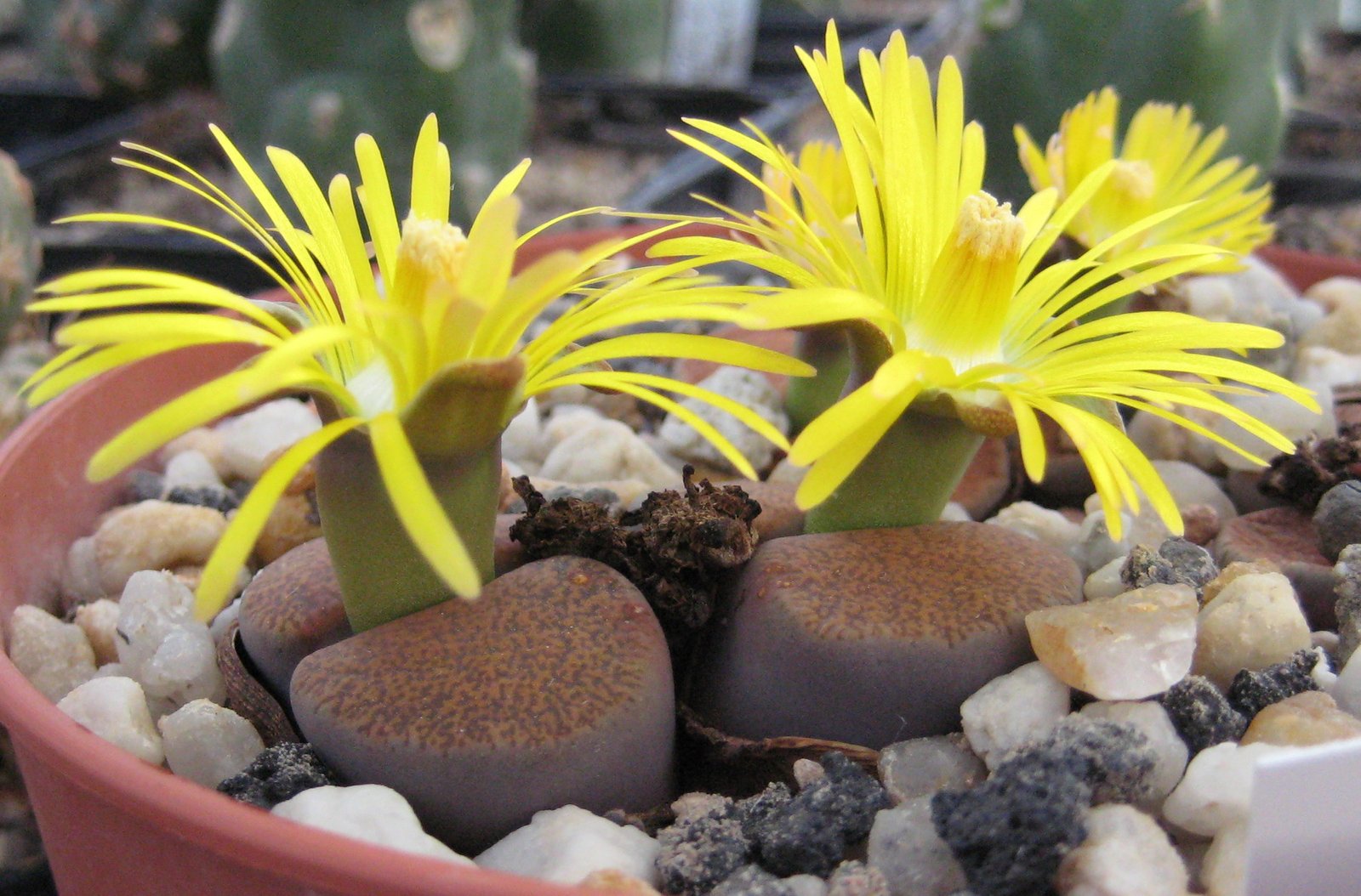 Global Fascination: Lithops in Human Culture (image credits: wikimedia)