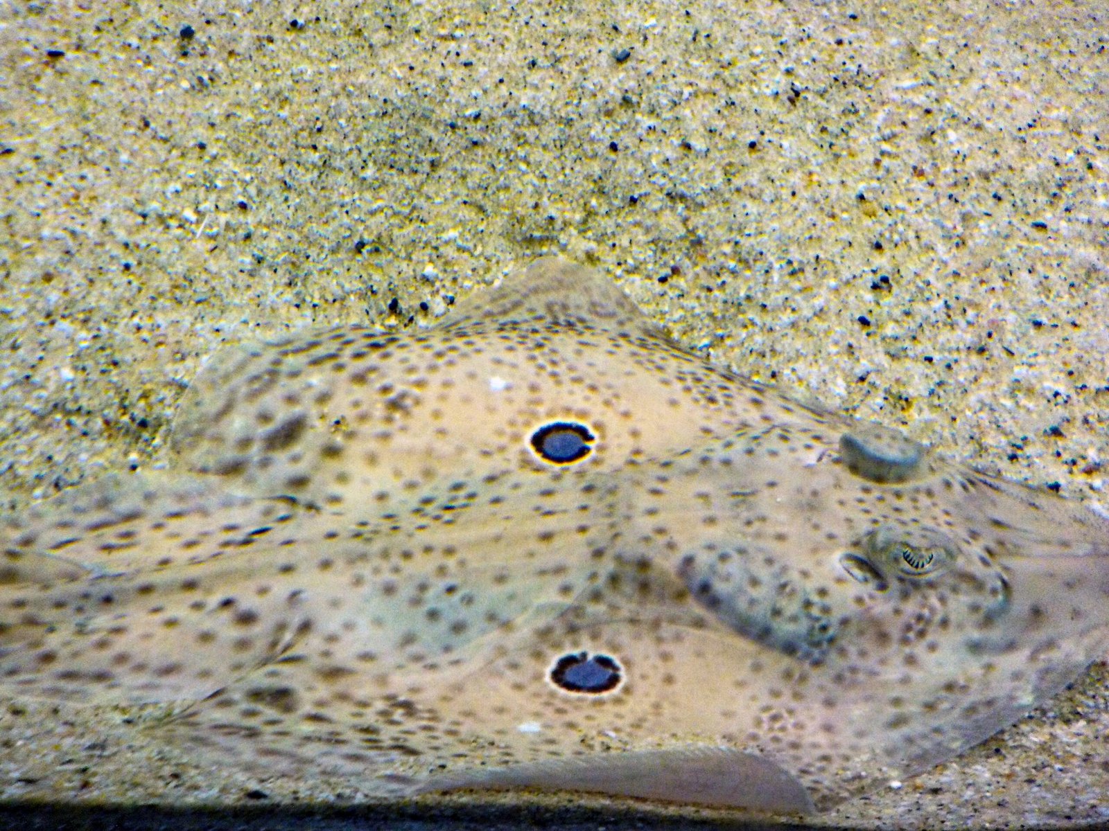 Copycats in Nature: Other Masters of Disguise (image credits: wikimedia)