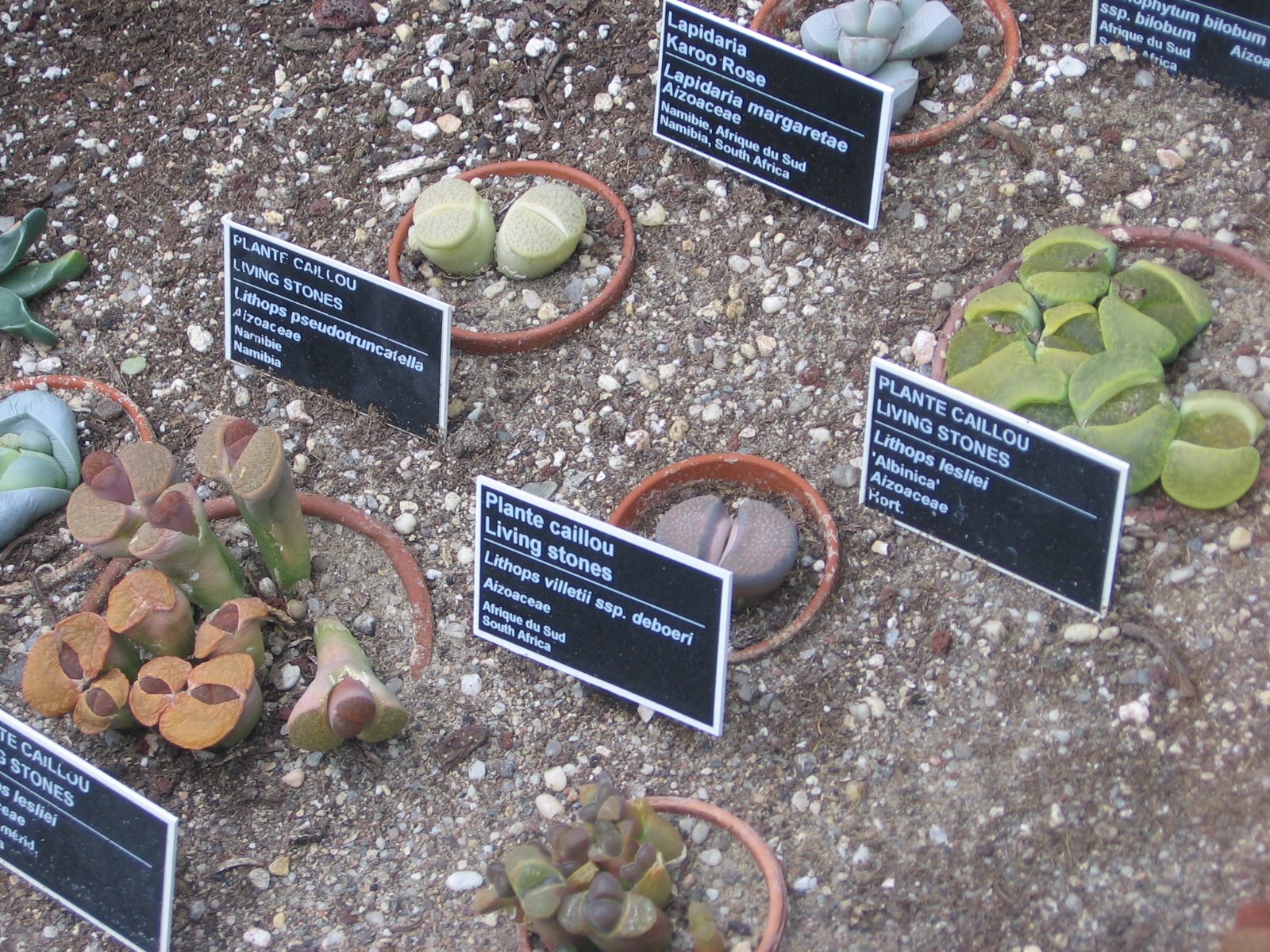 Growing Lithops at Home: A Test of Patience (image credits: wikimedia)
