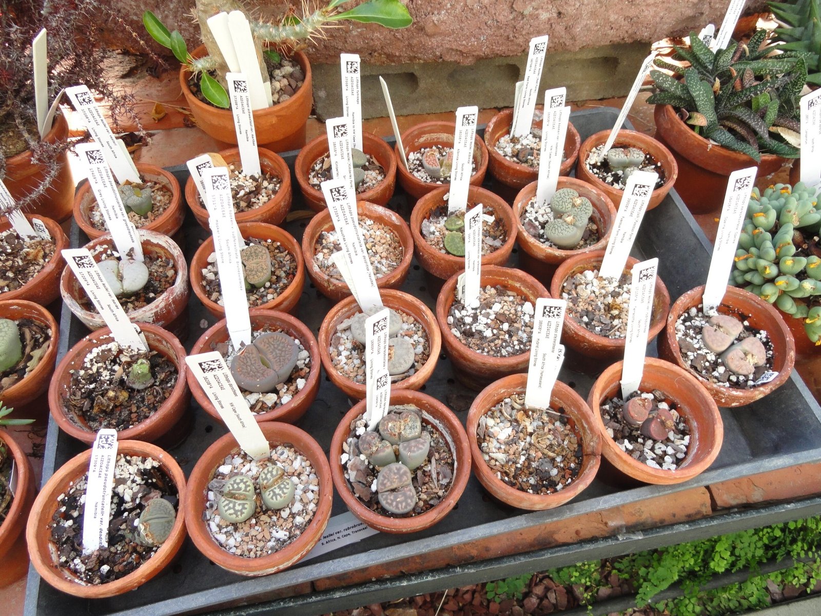 From Seed to Stone: The Life Cycle of Lithops (image credits: wikimedia)