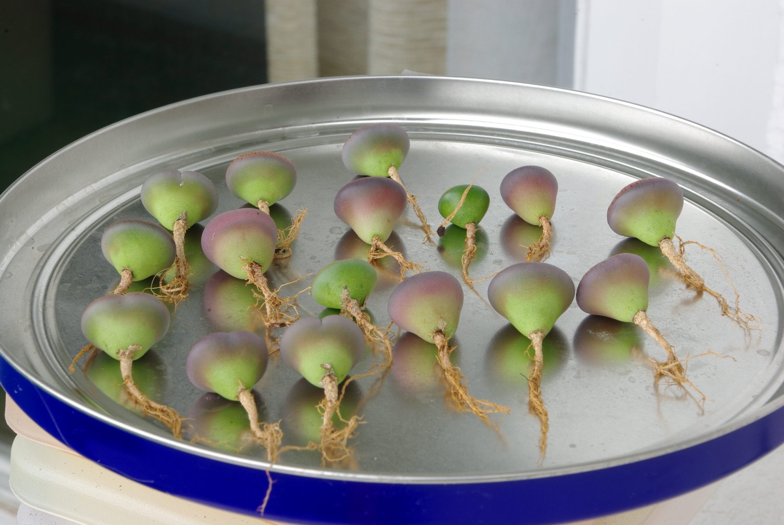 Secrets Beneath the Surface: Lithops’ Hidden Roots (image credits: wikimedia)