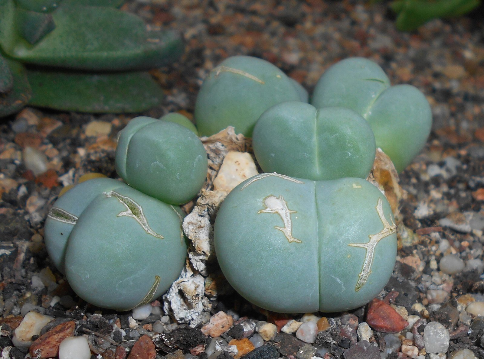 Deception in the Plant Kingdom: More Than Meets the Eye (image credits: wikimedia)