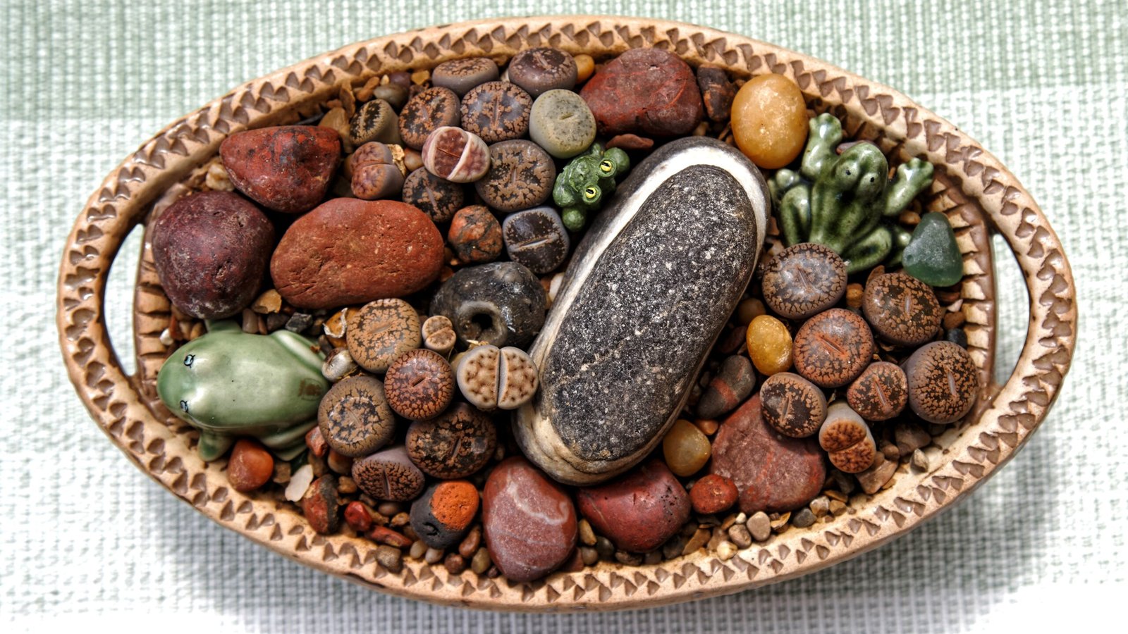 Why Deception? The Evolutionary Payoff (image credits: wikimedia)