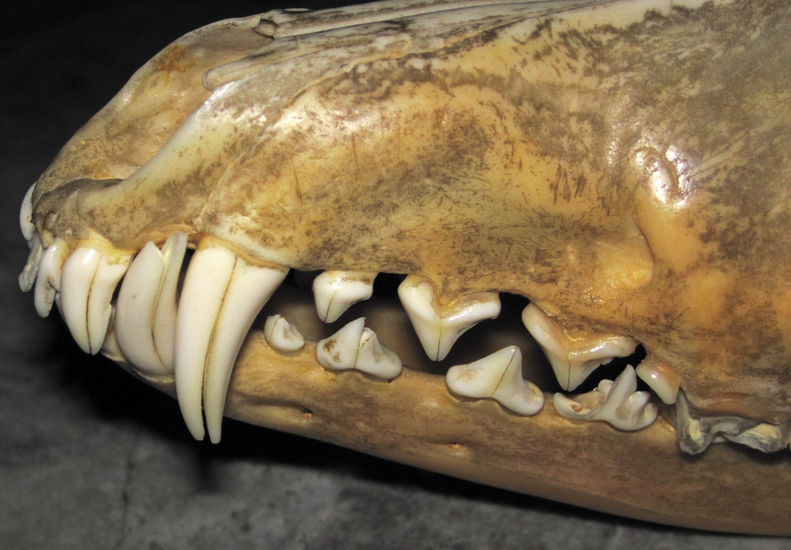 The Prairie Provinces as a Global Fossil Hotspot (image credits: wikimedia)