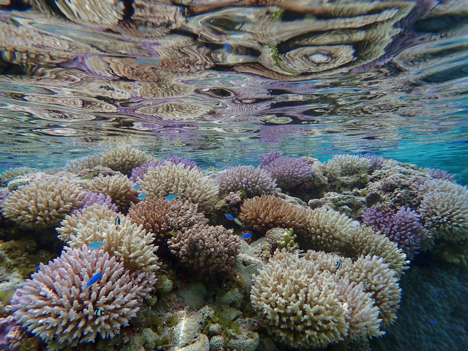 The Secret Builders: How Corals Construct Reefs (image credits: wikimedia)