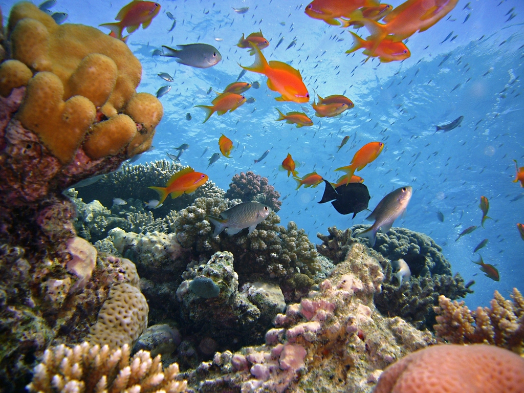 Climate Change and the Fate of Coral (image credits: rawpixel)