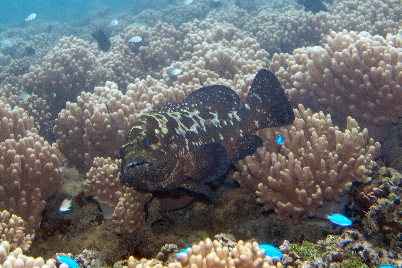 Coral Camouflage: Masters of Disguise (image credits: wikimedia)