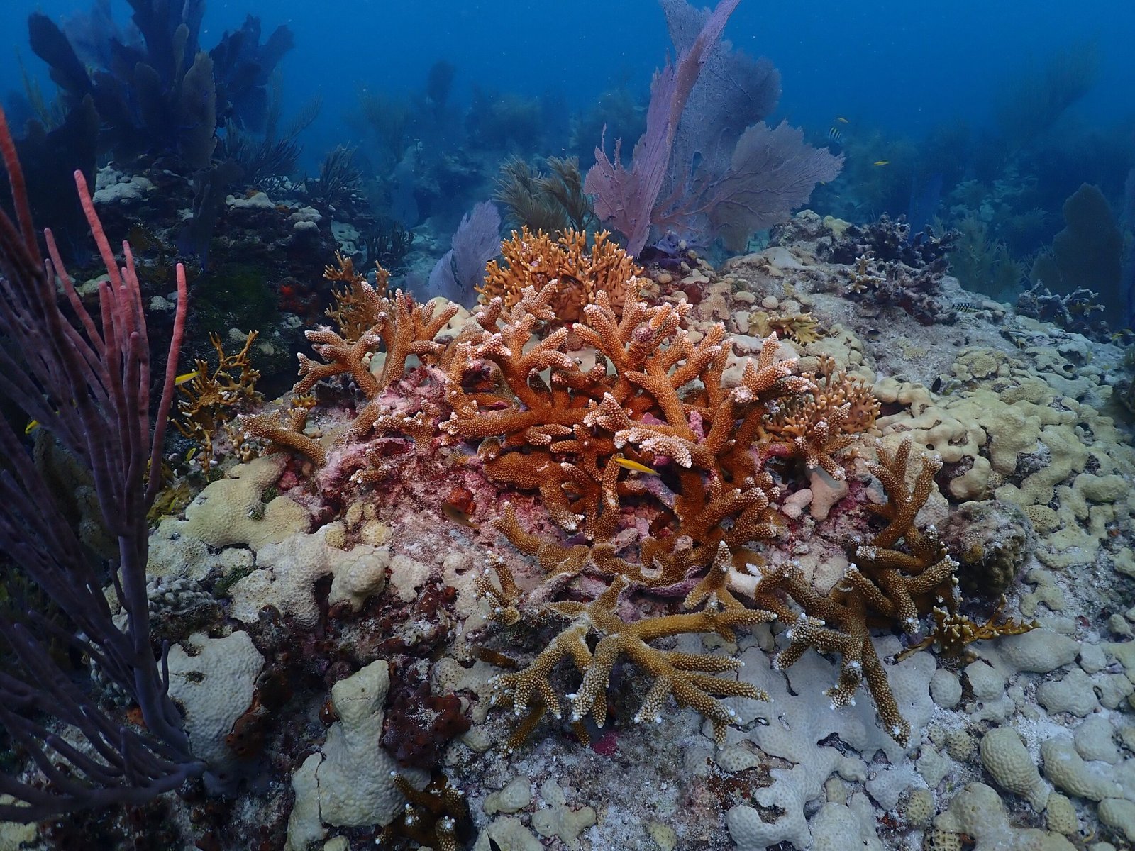 Mutual Aid: Coral’s Friends and Allies (image credits: wikimedia)