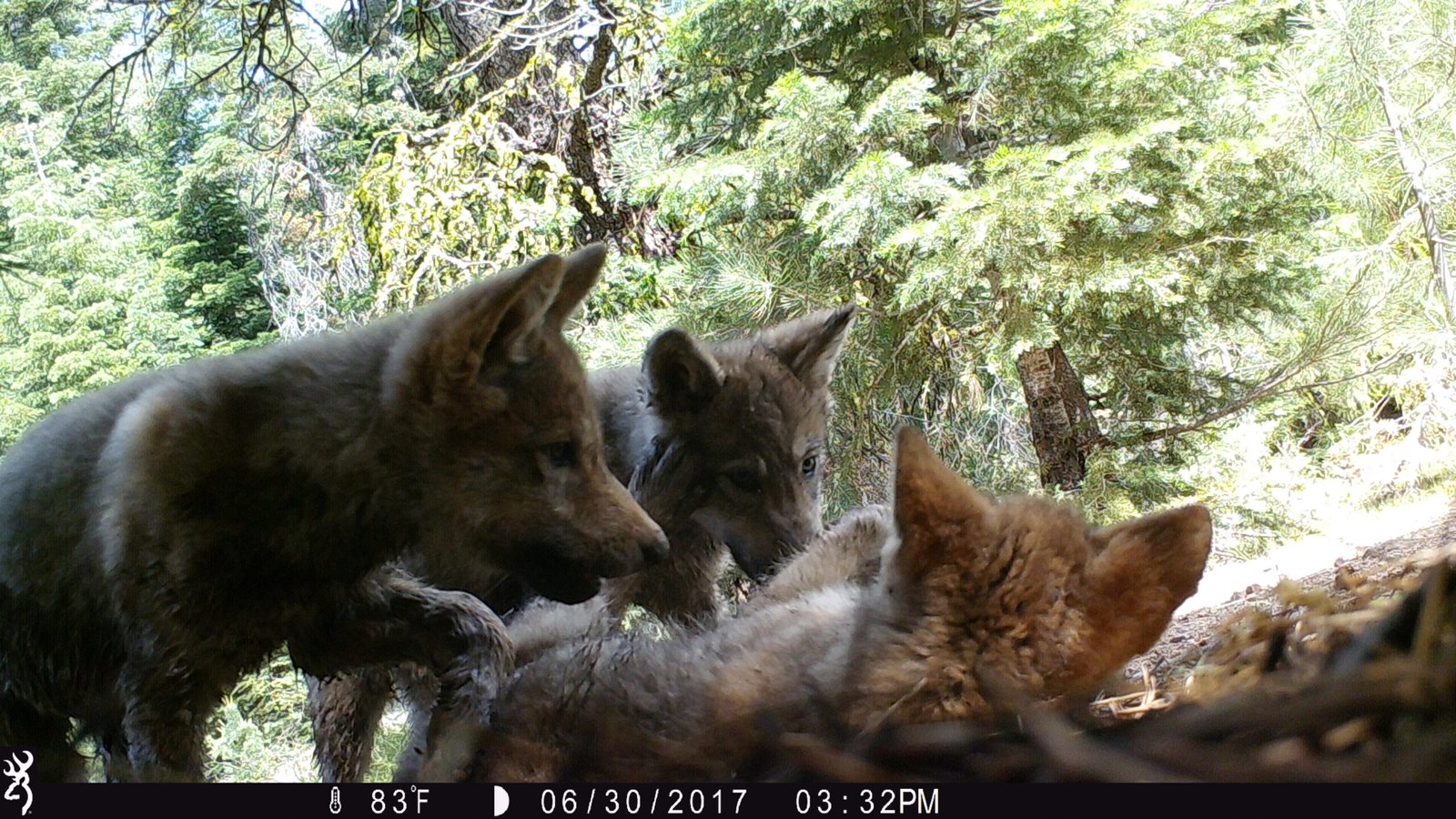 Wolves: From Fearsome Beasts to Ecological Marvels (image credits: wikimedia)