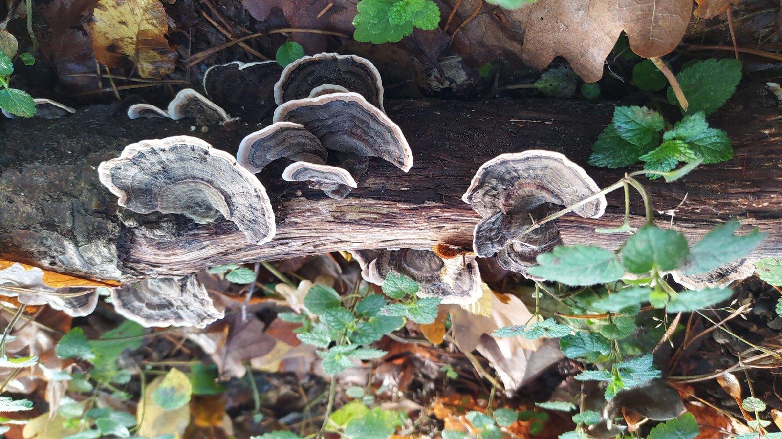 The Magic of Mushrooms and Mycology (image credits: wikimedia)