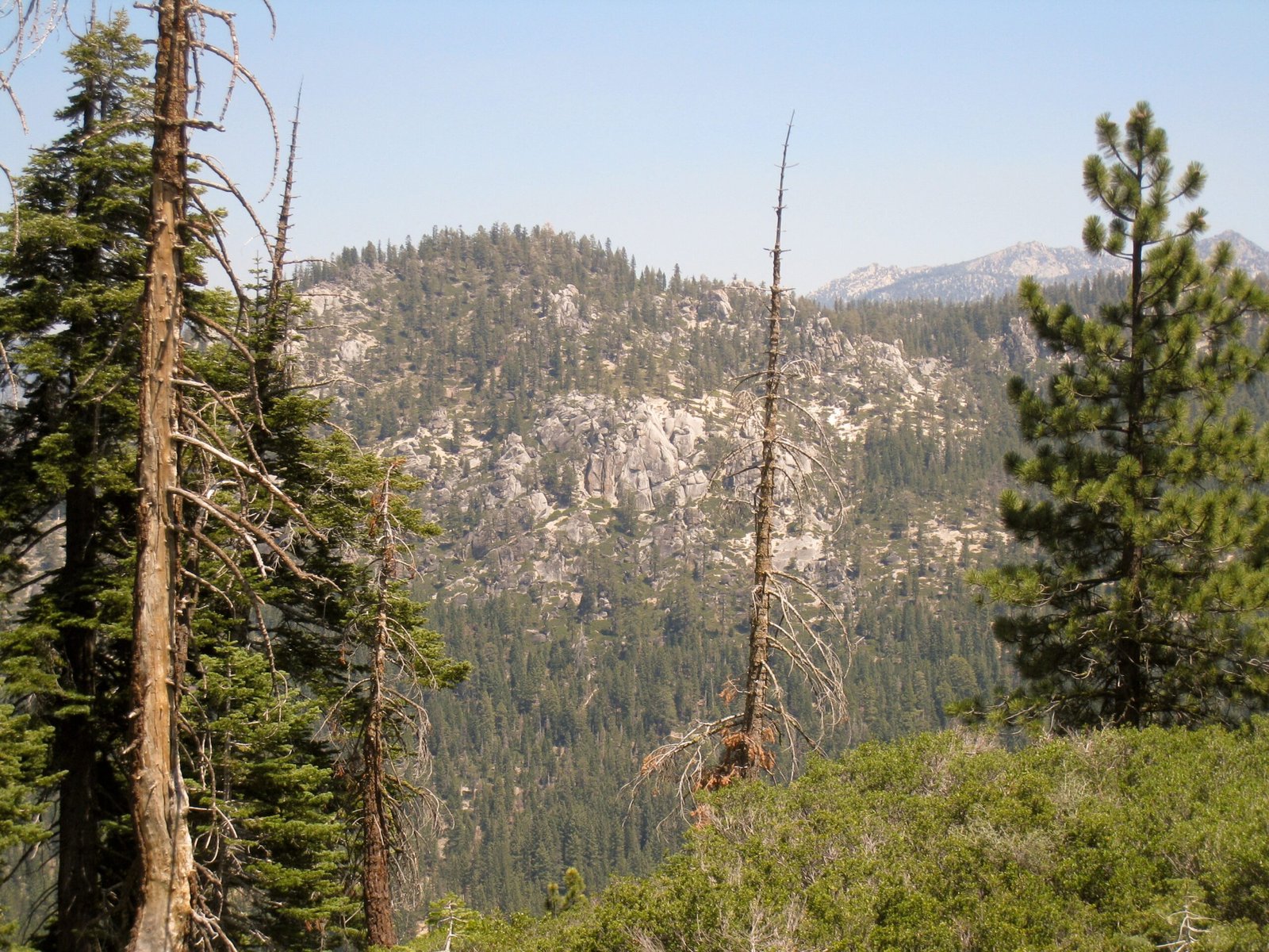 Echoes Through the Trees: Acoustic Mysteries (image credits: wikimedia)