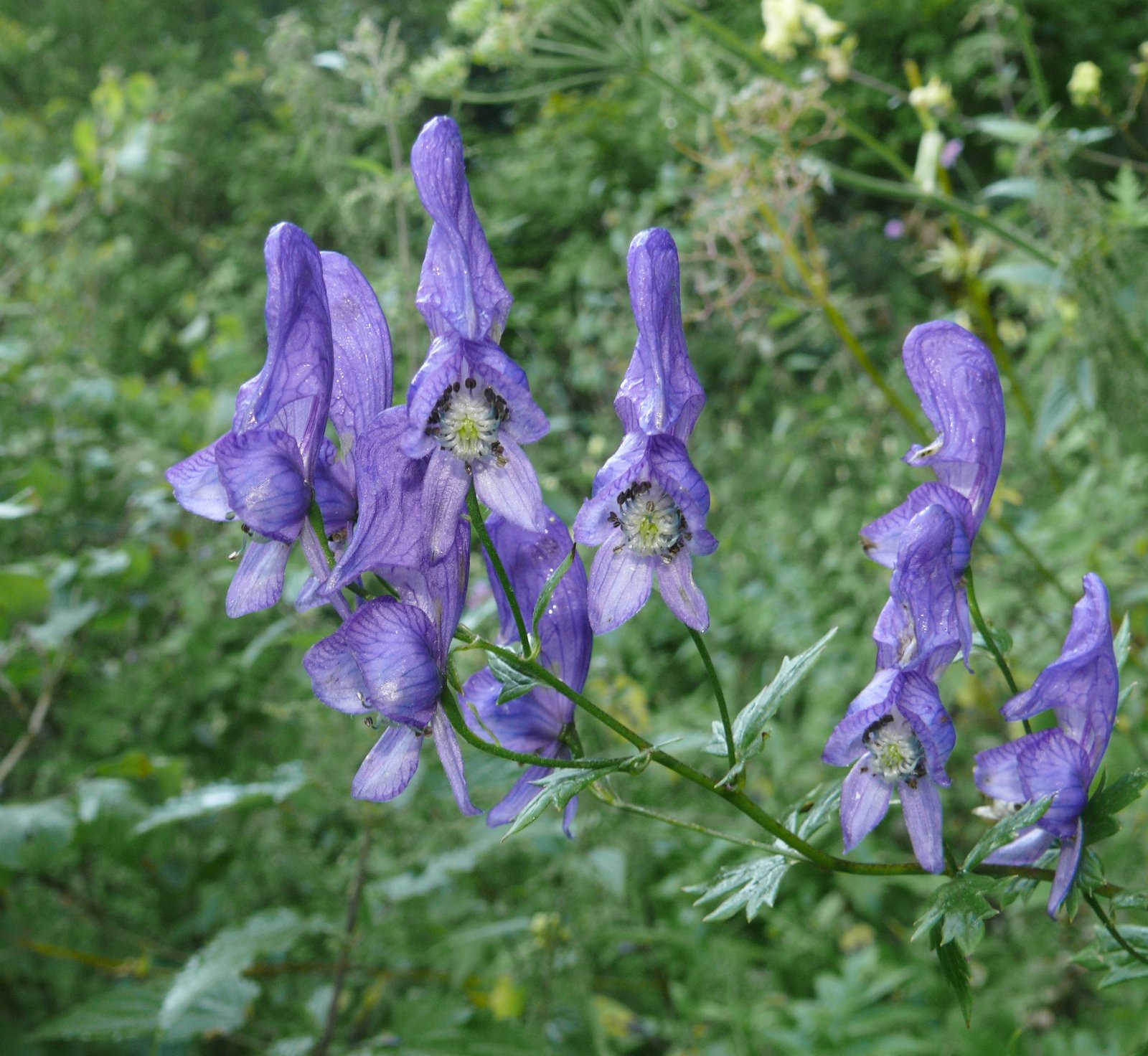 Roots of Fear: Toxic Plants and Real Dangers (image credits: wikimedia)