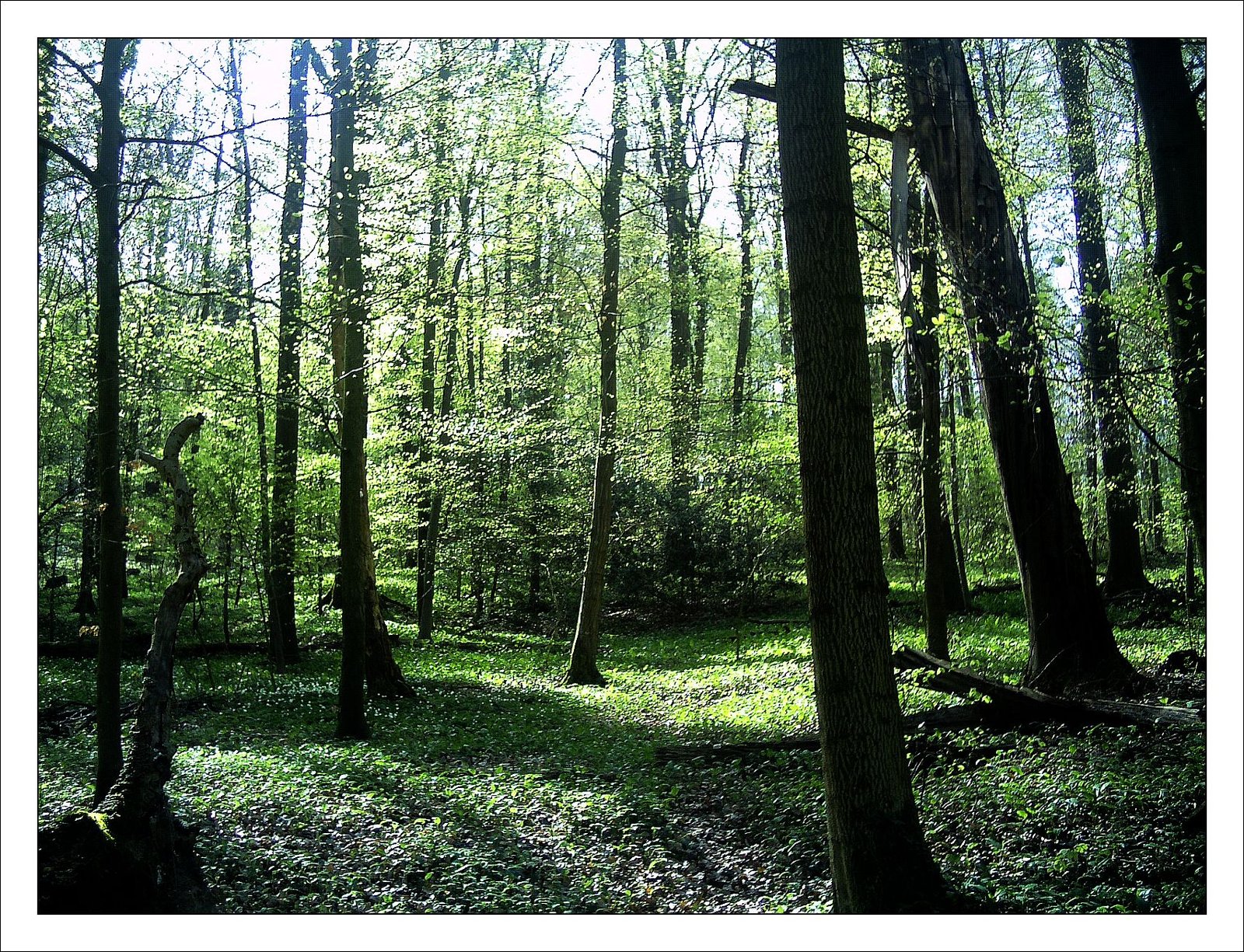 Seasonal Changes: Science Behind the Shifts (image credits: wikimedia)