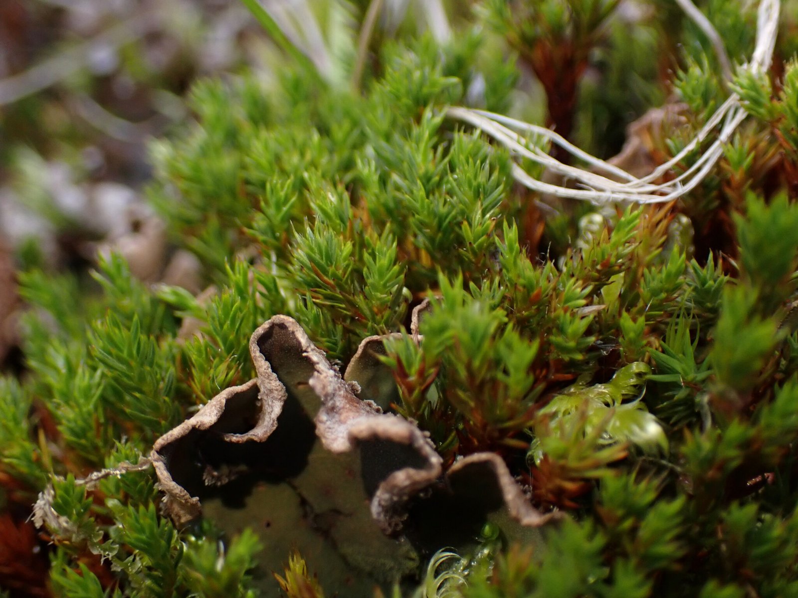 Local Wisdom: Indigenous Knowledge and Moss (image credits: wikimedia)