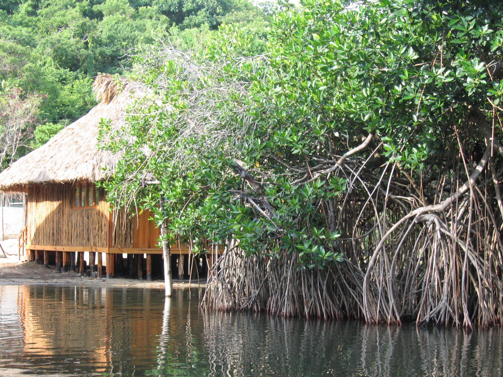Early Human Settlements: Life in the Swamp (image credits: wikimedia)