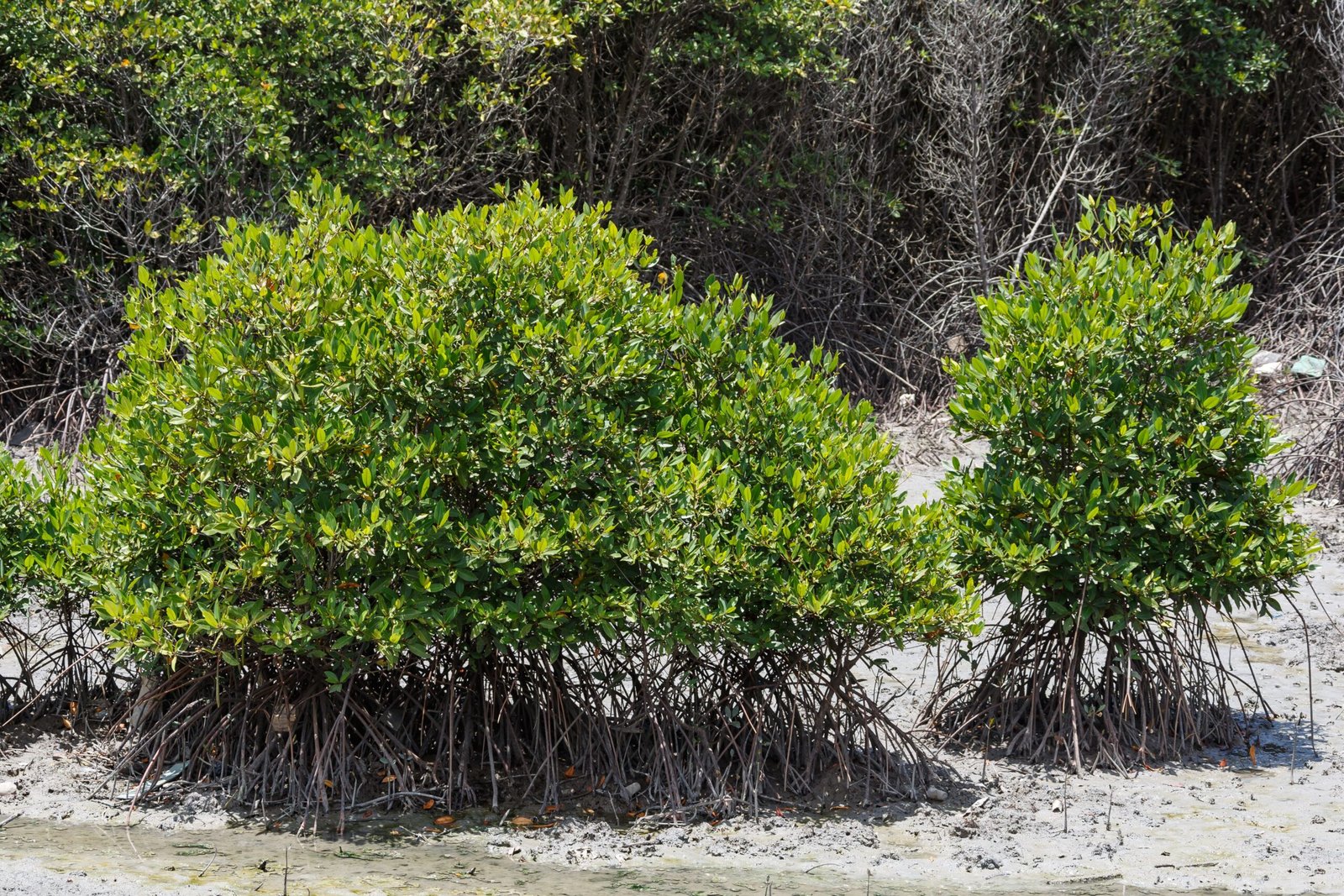 The Last Mangroves: Struggling for Survival (image credits: wikimedia)