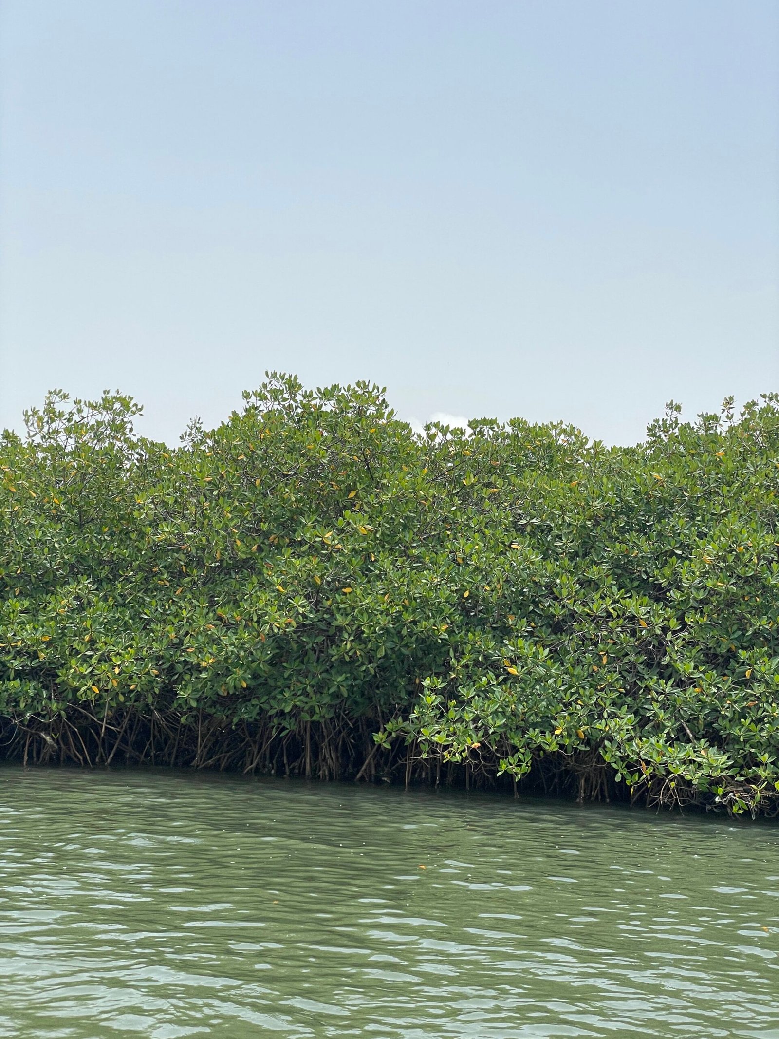 Mangroves and Biodiversity: A Hidden World (image credits: wikimedia)