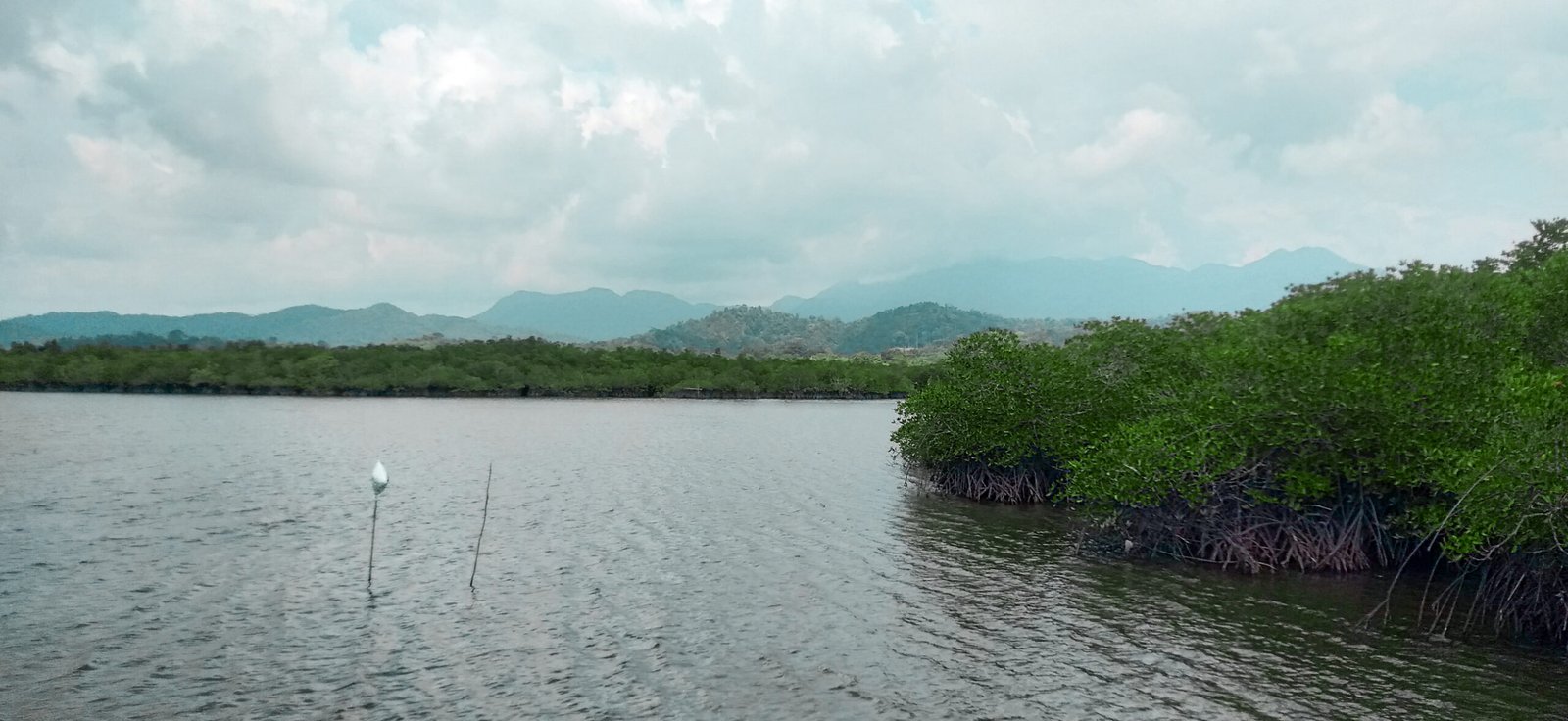 The Economics of Mangroves: More Than Just Trees (image credits: wikimedia)