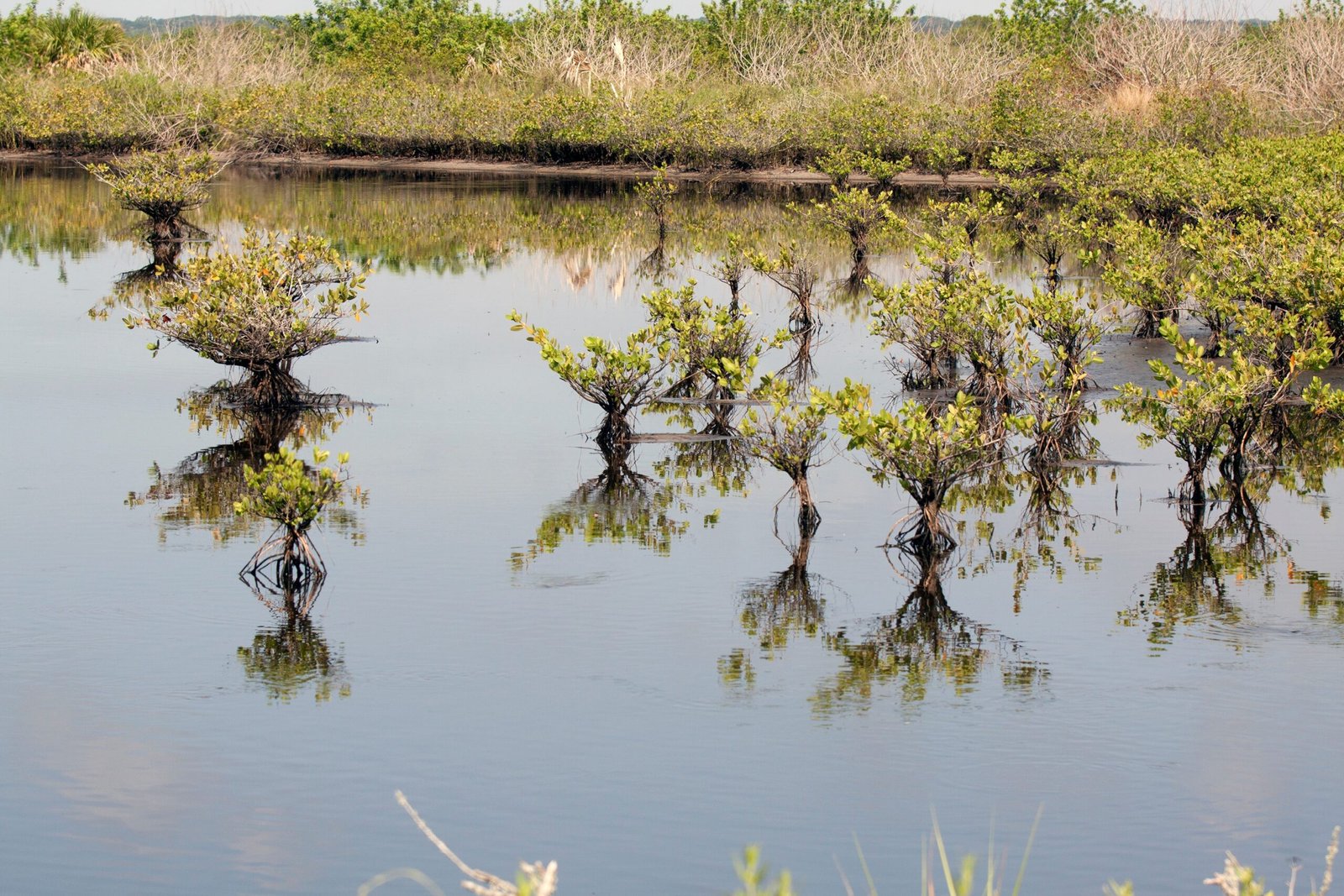 Wildlife Encounters: Surprises in the Mud (image credits: wikimedia)