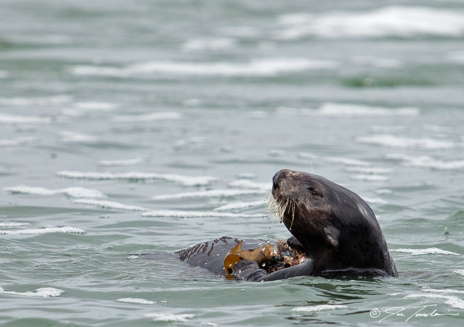 Foodie Geniuses: Otters as Tool Users (image credits: wikimedia)