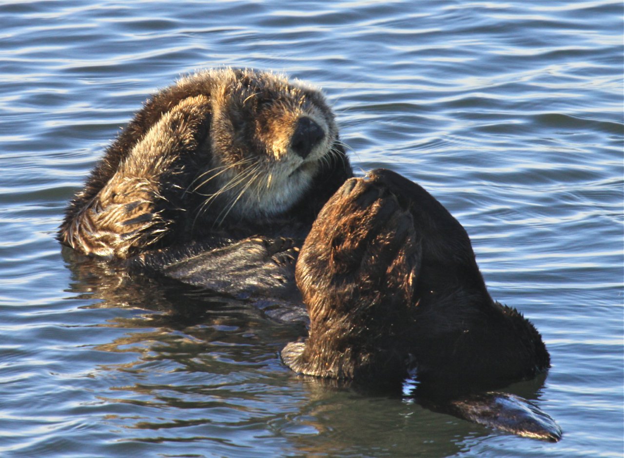 Conservation Success Stories (image credits: wikimedia)