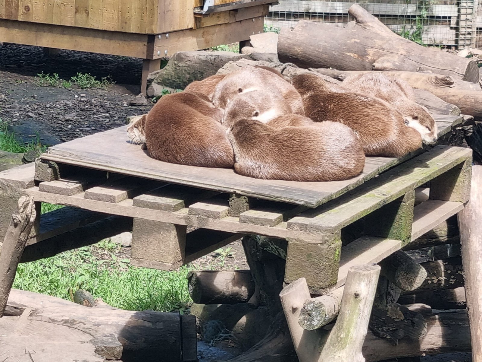 Otters in Urban Environments (image credits: wikimedia)