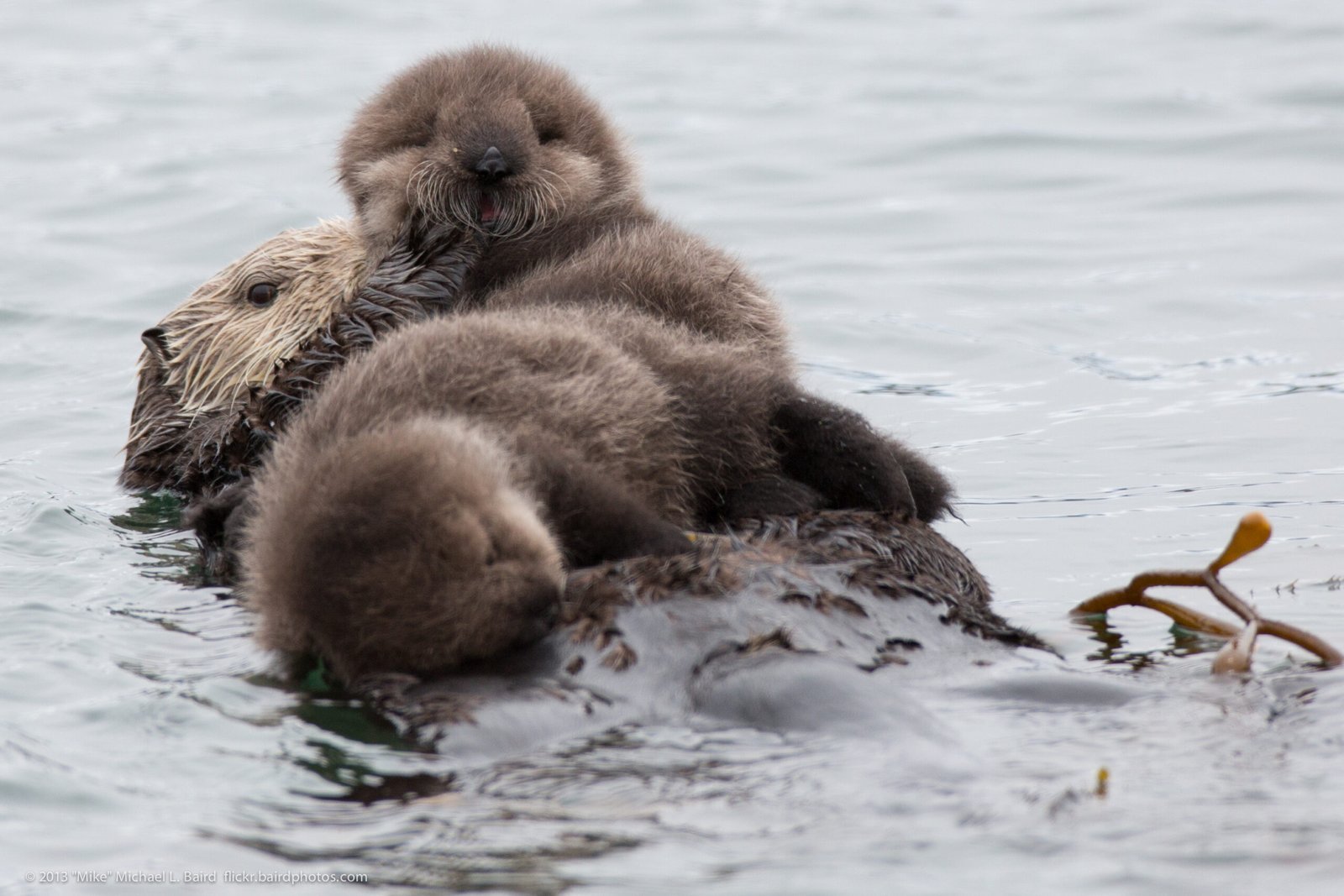 Otter Parenting: Raising the Next Generation (image credits: wikimedia)