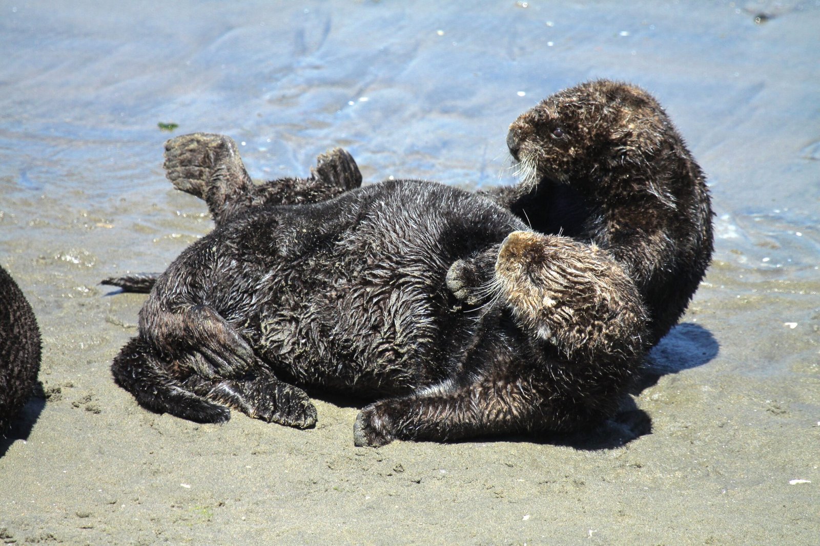 Otters and the Human Heart (image credits: wikimedia)