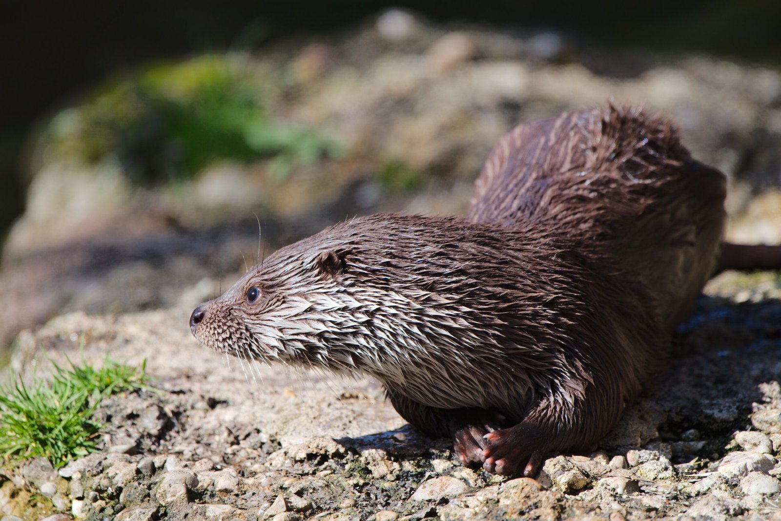Otter-Inspired Art and Popular Culture (image credits: wikimedia)