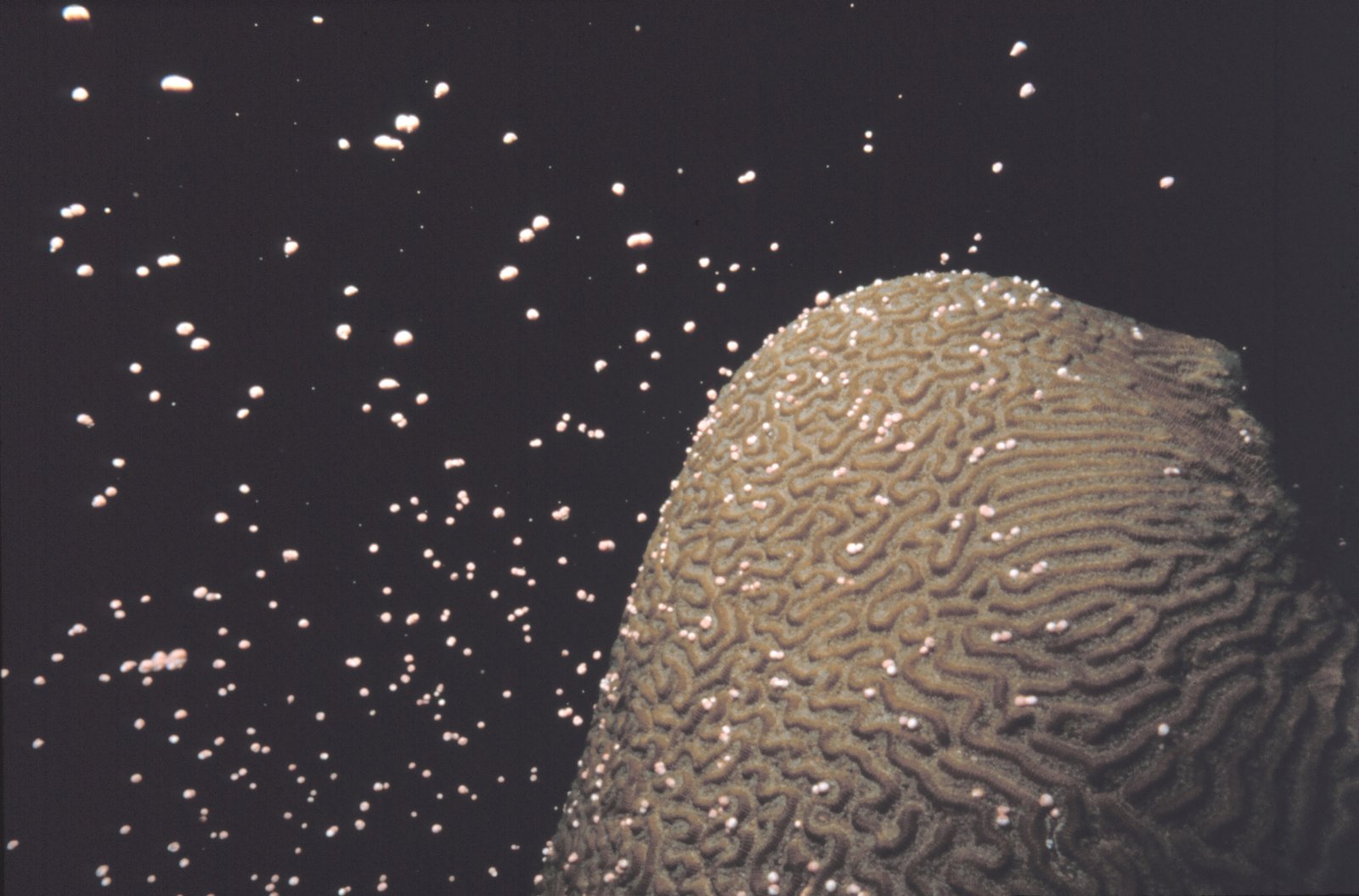 Coral Spawning: Nature’s Dazzling Fireworks (image credits: wikimedia)