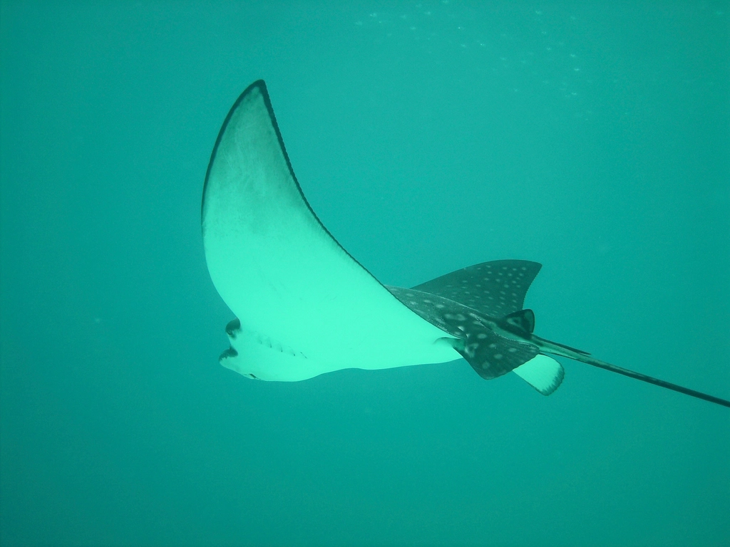 Endangered Species: Hope for the Unusual (image credits: rawpixel)