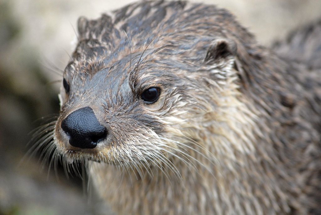 The Enigmatic Life of Otters (image credits: wikimedia)