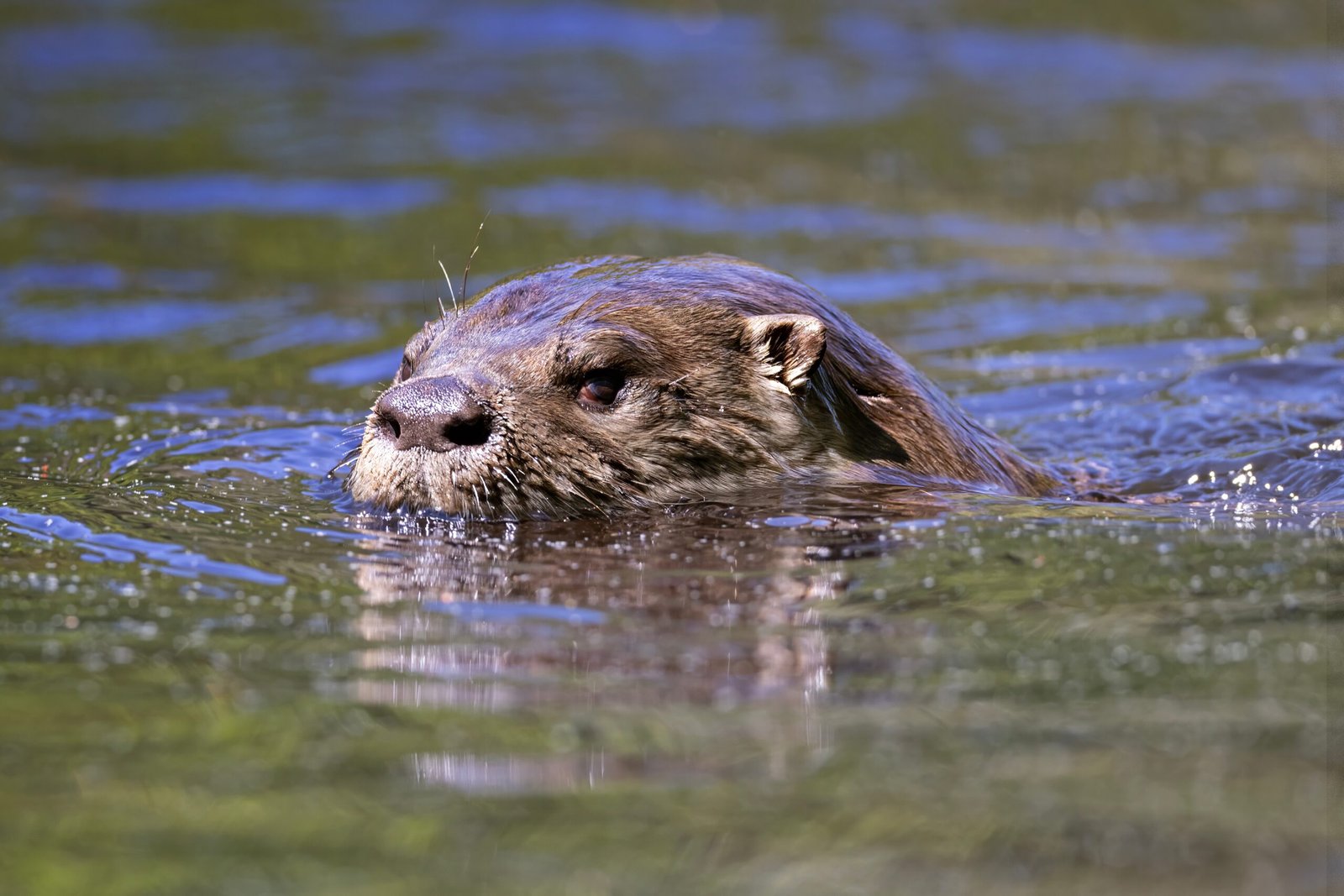 World Otter Day: How It All Began (image credits: wikimedia)
