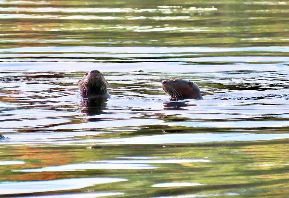 Why Otters Capture Our Imagination (image credits: wikimedia)