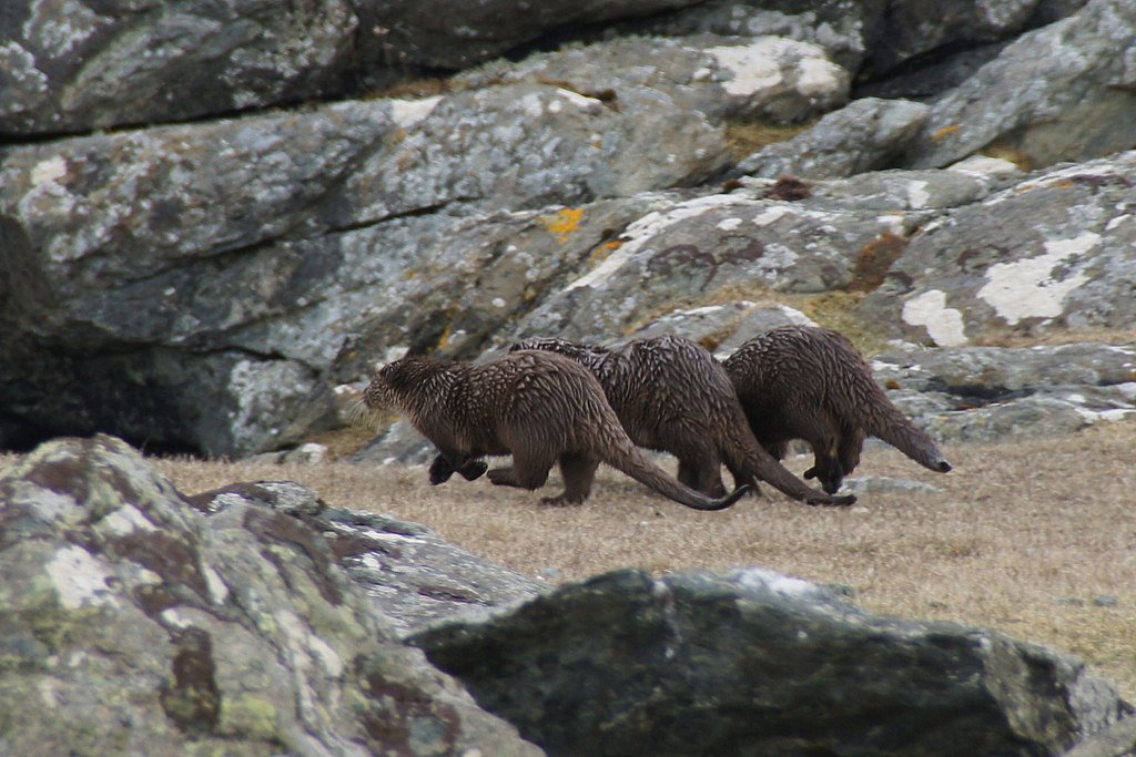 Otter Families: Bonds and Behaviors (image credits: wikimedia)