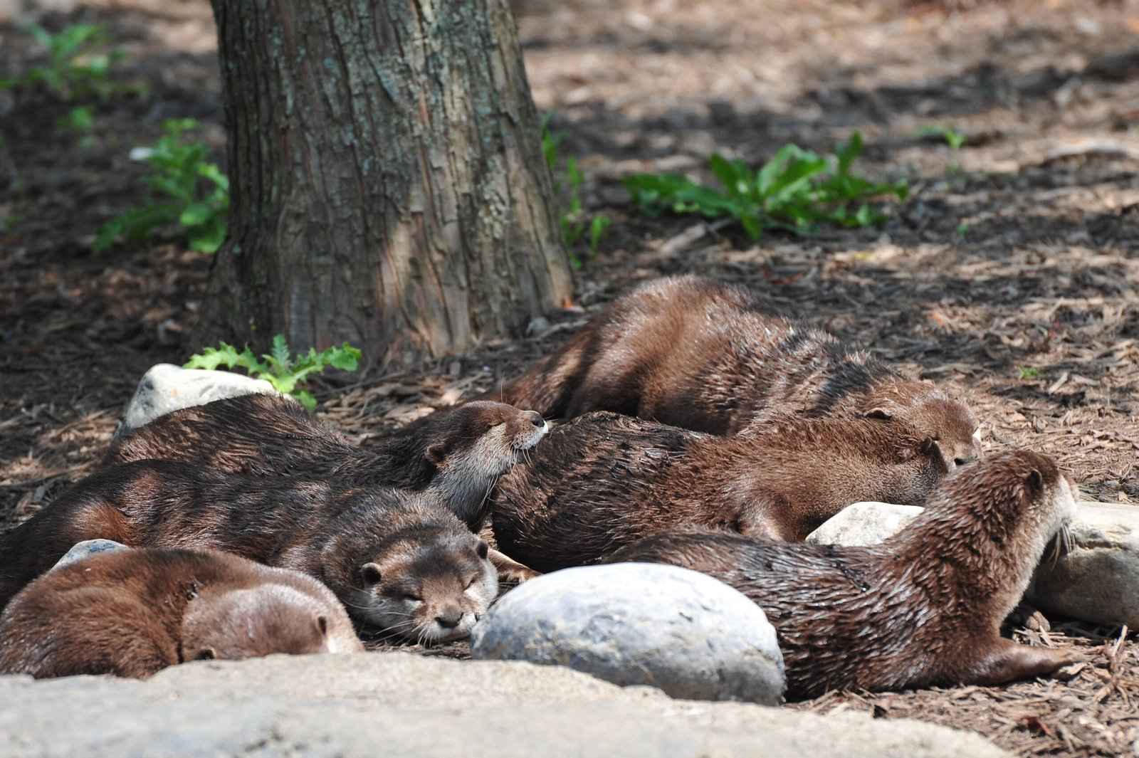 Otter-Friendly Habitats: What Makes a River Safe? (image credits: wikimedia)