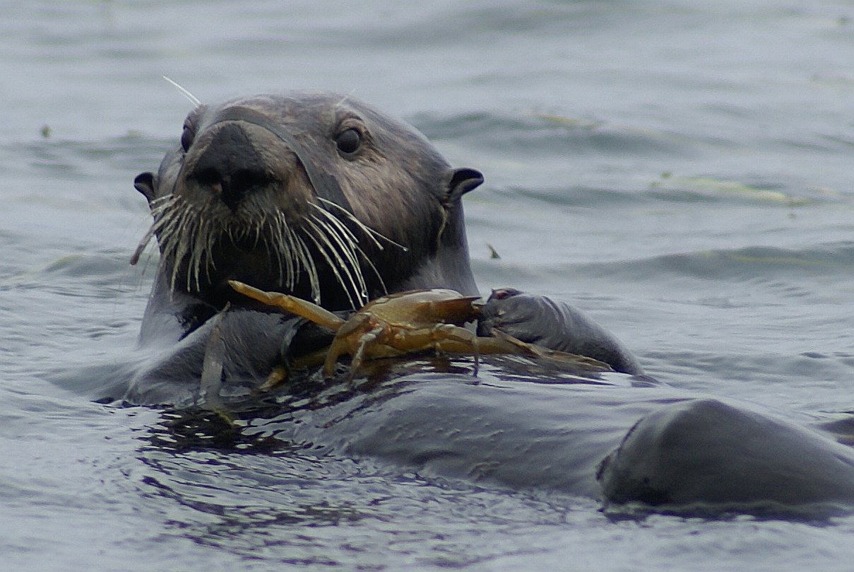 The Ripple Effect: Otters and the Bigger Picture (image credits: wikimedia)