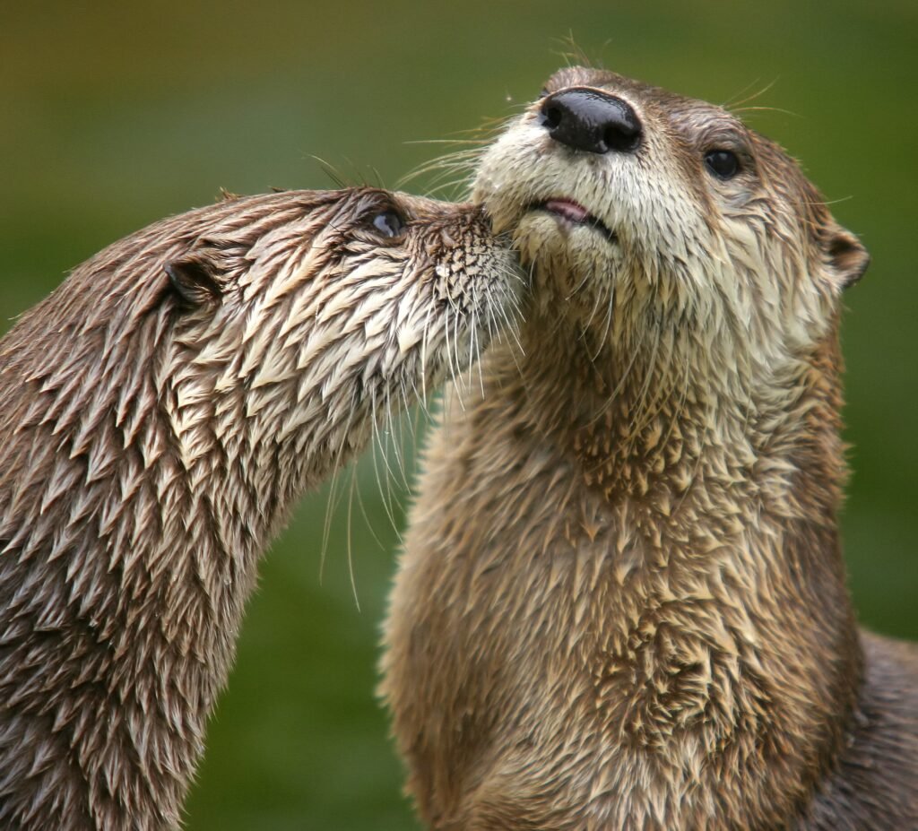 World Otter Day: Celebrating the Comeback of a River Guardian
