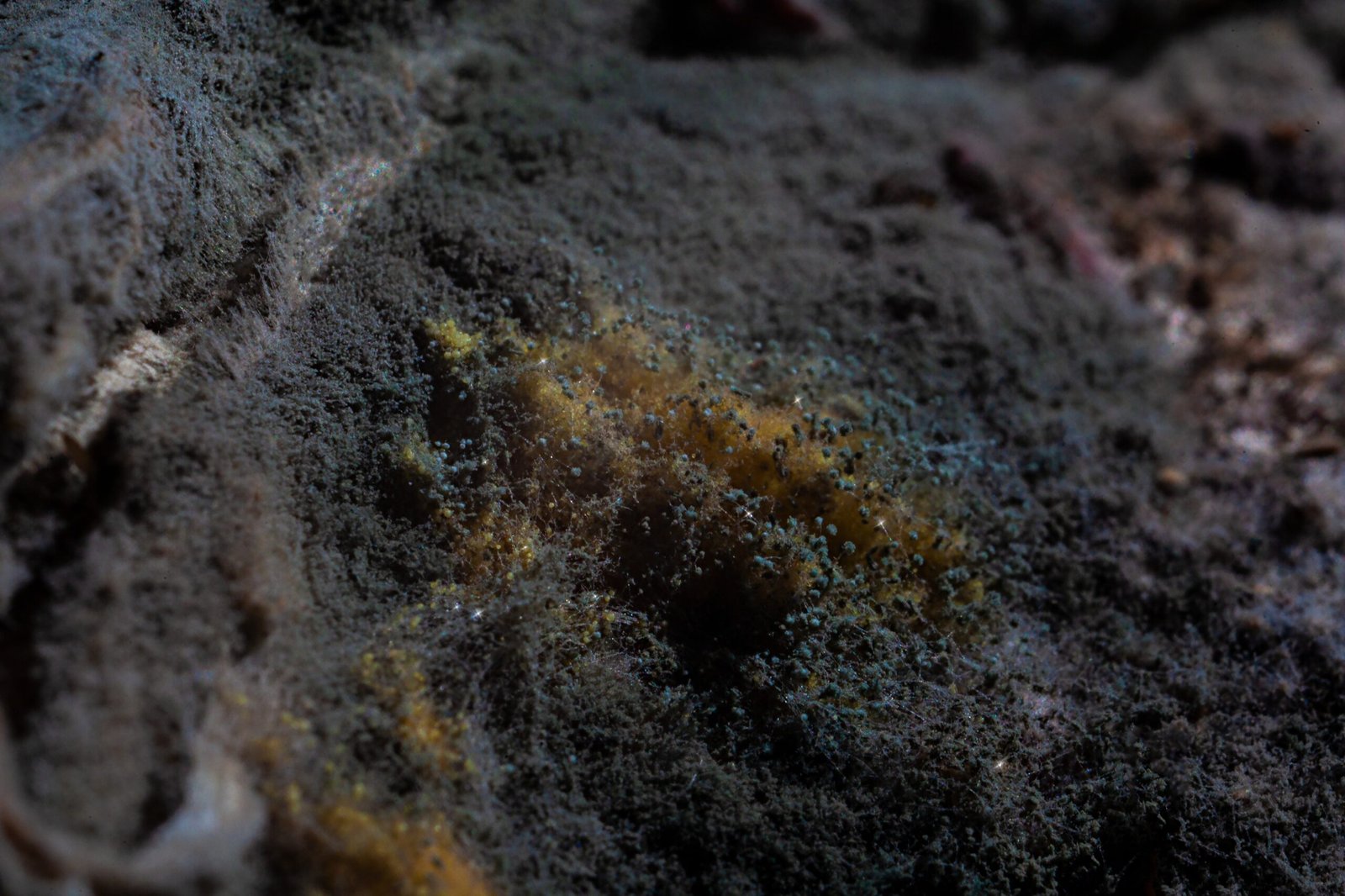 Alien Life: More Fragile Than We Imagine? (image credits: wikimedia)