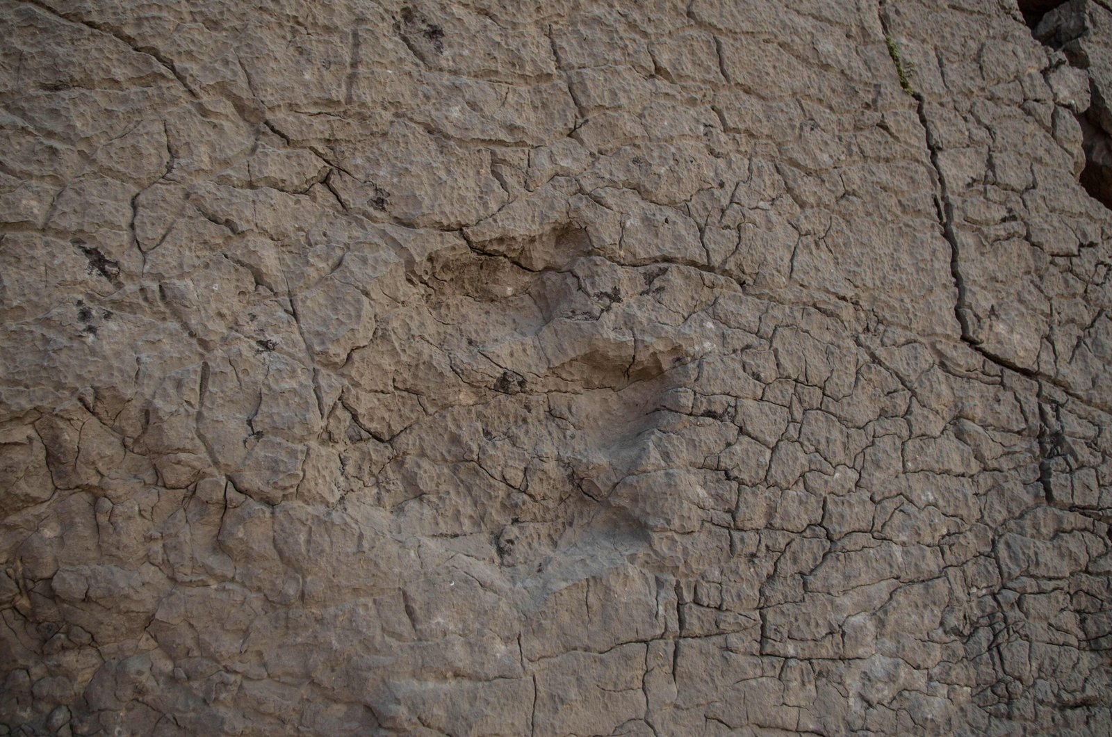 How Fossils Are Formed: Nature’s Time Capsules (image credits: wikimedia)