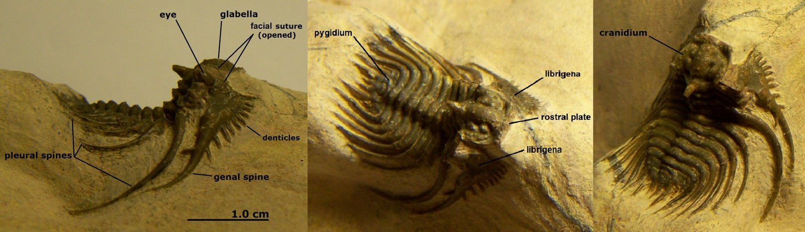 Local Legends and Fossil Lore (image credits: wikimedia)