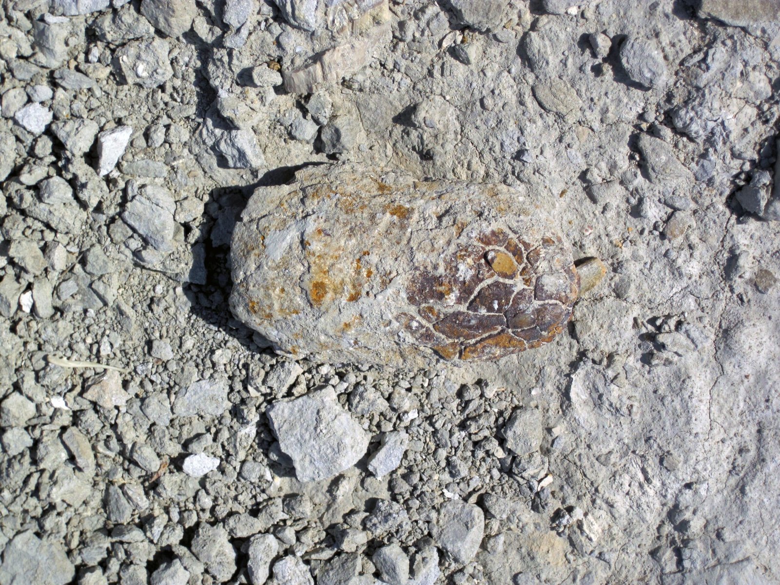 Dinosaur Diversity: The Stars of Tashkent’s Fossil Record (image credits: wikimedia)