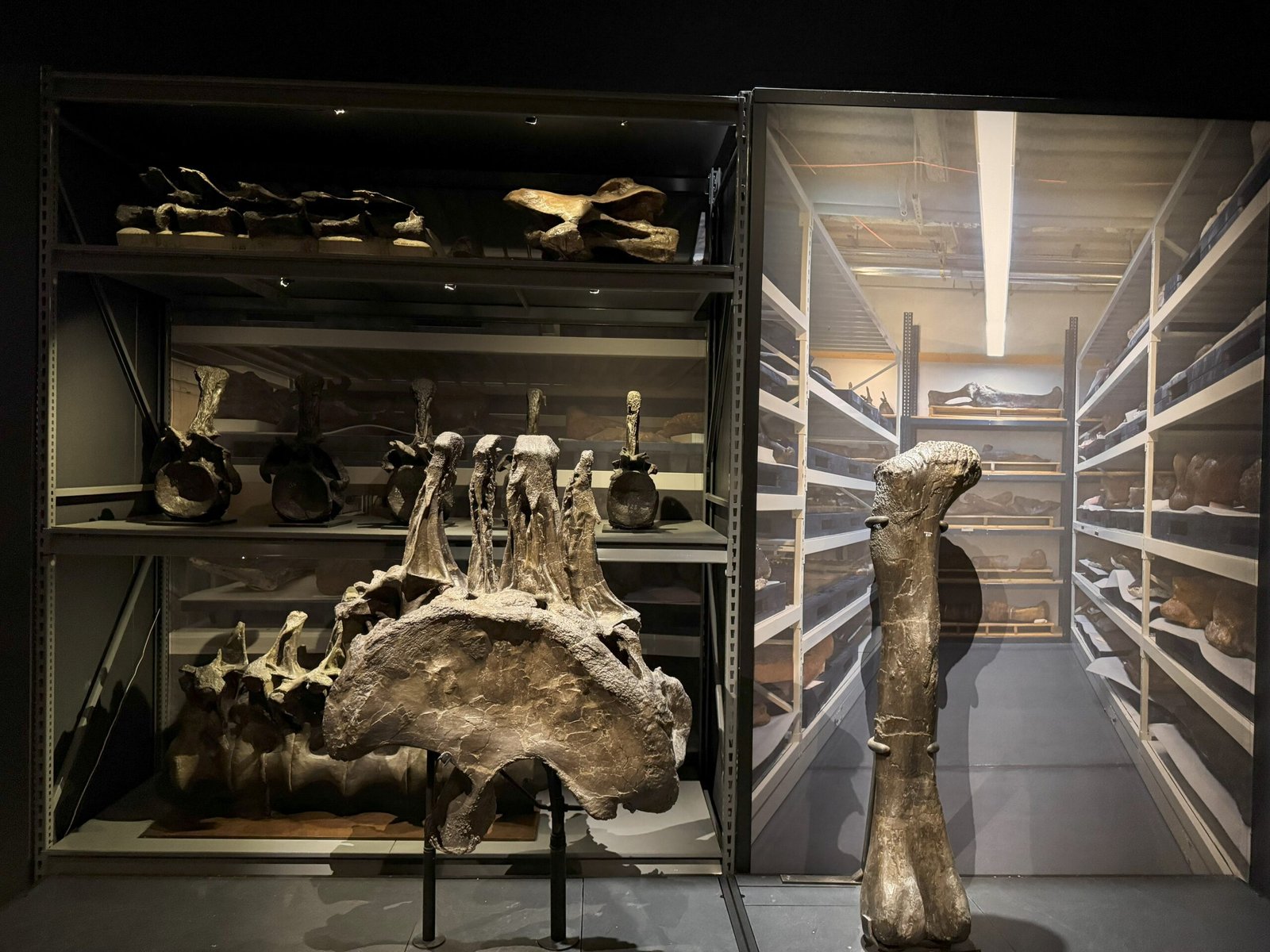 Fossils in the Public Eye: Museums and Exhibitions (image credits: wikimedia)