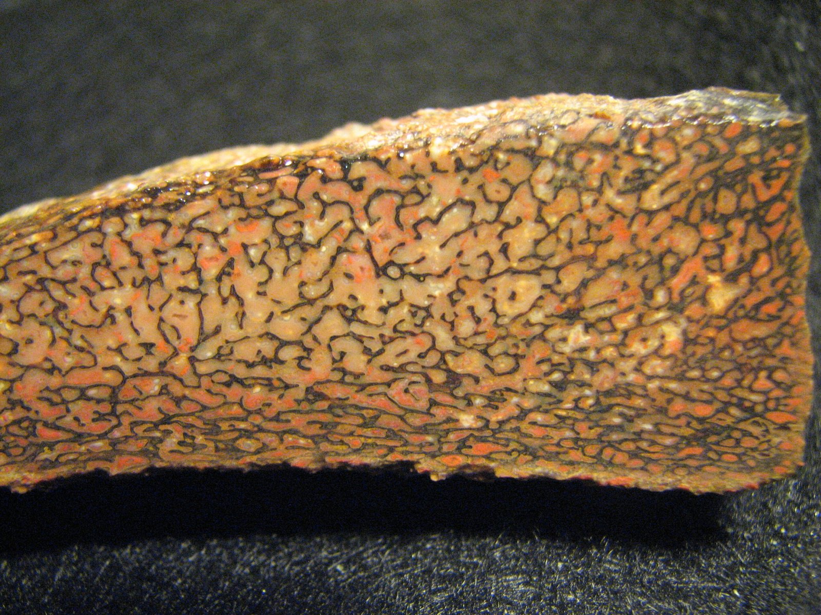 Cutting-Edge Science: What We’ve Learned from Tashkent’s Fossils (image credits: wikimedia)