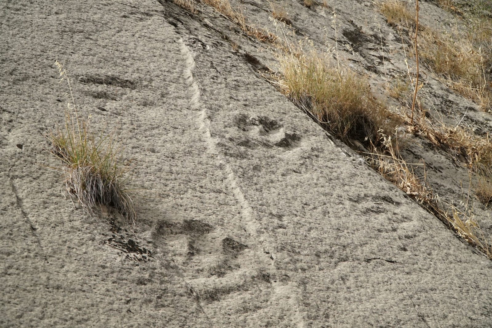 The Human Connection: Standing in the Footprints of Giants (image credits: wikimedia)
