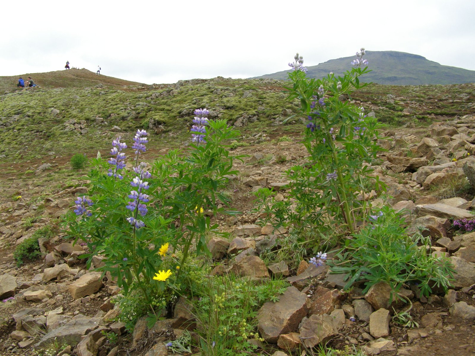 Plants from Another World: Botanical Oddities (image credits: wikimedia)