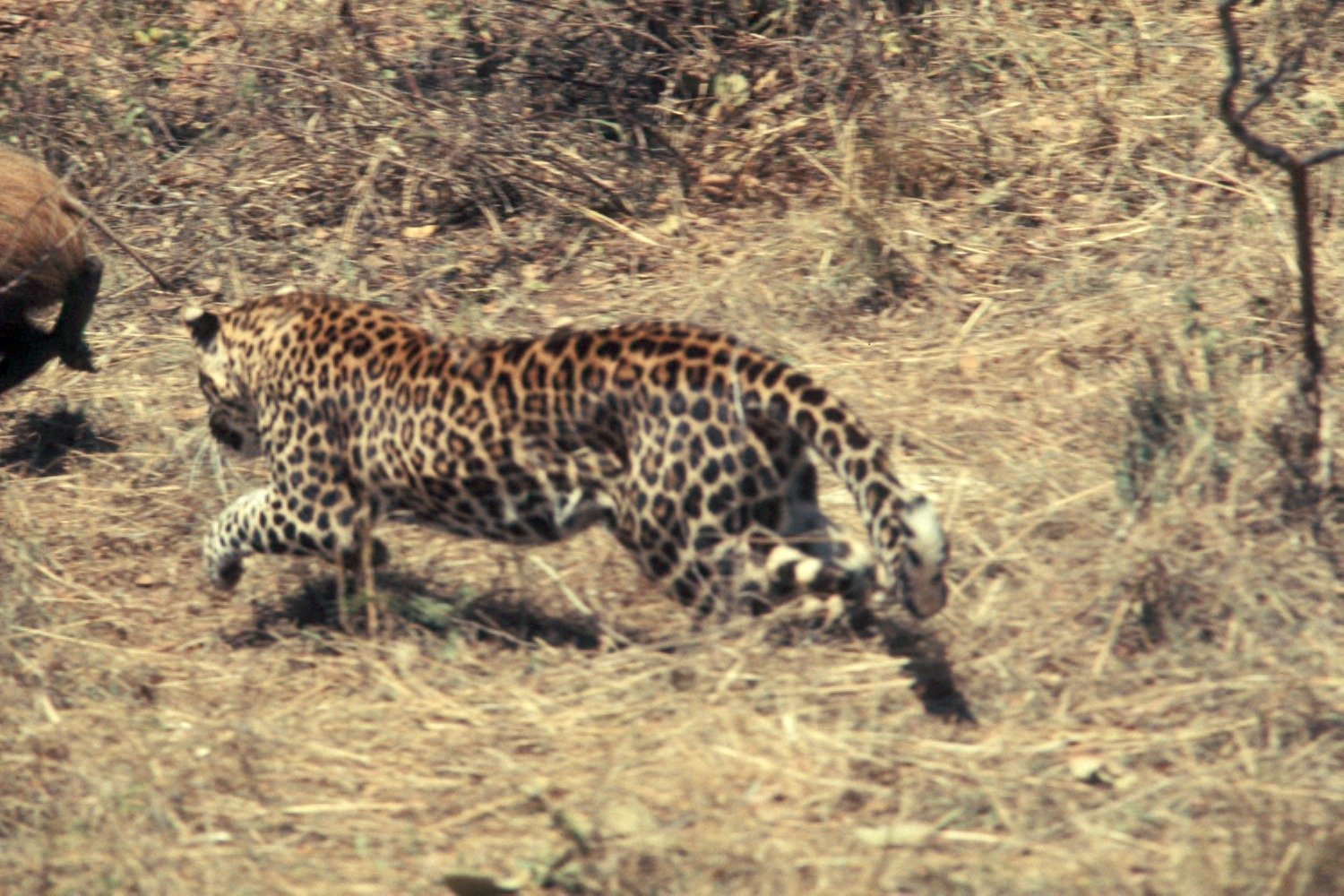 Diet: More Than Just Scavengers (image credits: wikimedia)