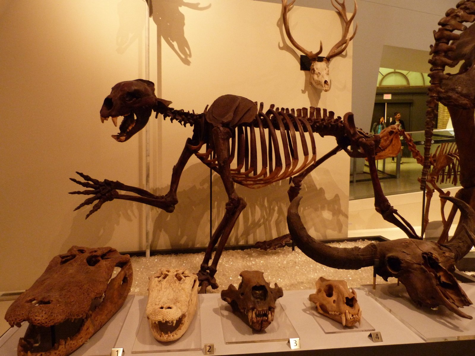 Hyenas and Early Humans: Friends, Foes, or Both? (image credits: wikimedia)