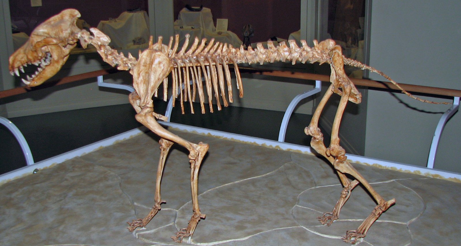 The Fossil Trail: Clues from Deep Time (image credits: wikimedia)